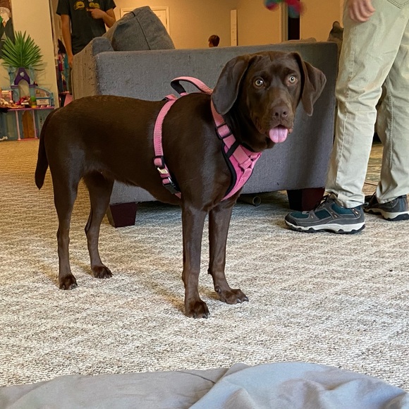 Our Bailey & meet Sadie —part 2 - Picture 15 of 16